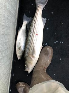 Striper Bass Success! 